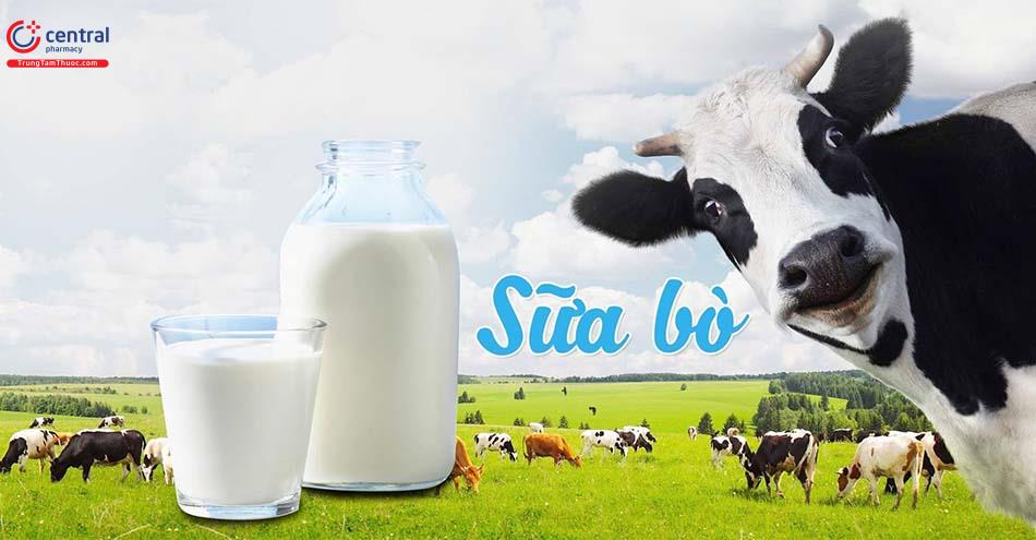 Không nên uống sữa bò trực tiếp