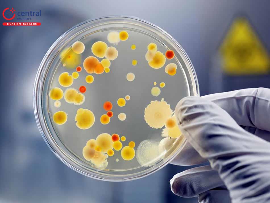 Nuôi cấy phân lập chẩn đoán bệnh lao
