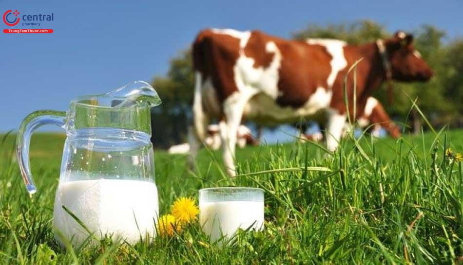 Hình ảnh minh họa sữa bò tươi